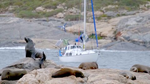 Would you dare swim here? Anchored in a Seal Colony (feat. EAGLE v. DRONE) Free Range Sailing Ep 176