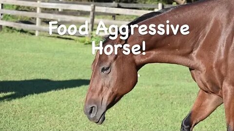 Food Aggressive Horse