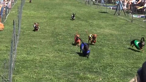 Wiener dog races at Turf Paradise