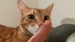 Orange Cat Lets Me Pet And Boop 😻