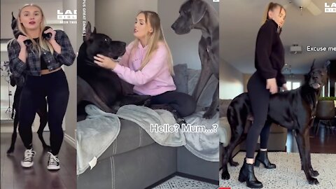 This Women Shows What It's Really Like Living With Two Huge Great Danes