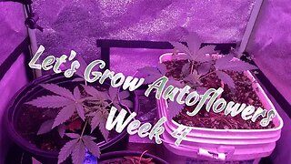 Let's Grow Autoflowers 2gether Week 4