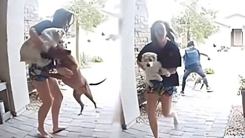 AMAZON DRIVER SAVES WOMAN AND DOG || FROM PIT BULL ATTACK 😨😨