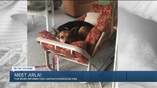 Pet of the Week: Arla