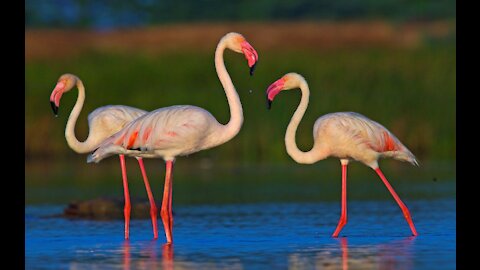 Flamingos Birds Dancing Animals Pink