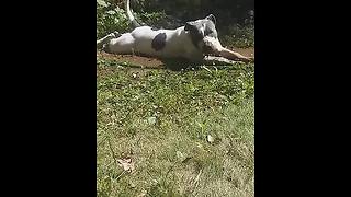 Dog takes mud bath, then jumps on owner