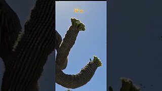 Is the beehive inside of the cactus? #shorts