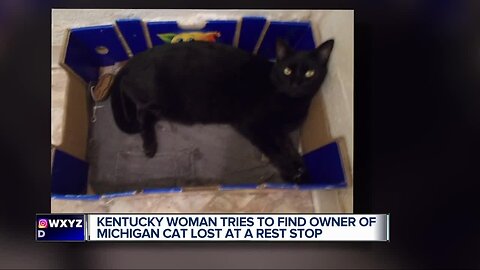 SEARCH FOR OWNER: Lost cat found in Kentucky believed to belong to Michigan woman