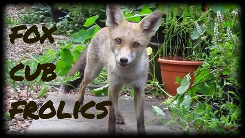 🦊Friendly urban #fox cub Ajax in September - NO GIMMICKS NO MUSIC JUST FOX - Rare Footage
