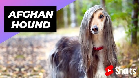 Afghan Hound 🐶 One Of The Most Expensive Dog Breeds In The World #shorts