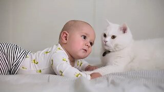 CAT VIDEO 10