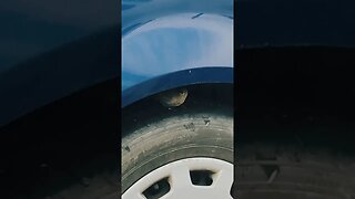 bird under the tire