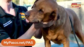 Pet Patrol|Morning Blend