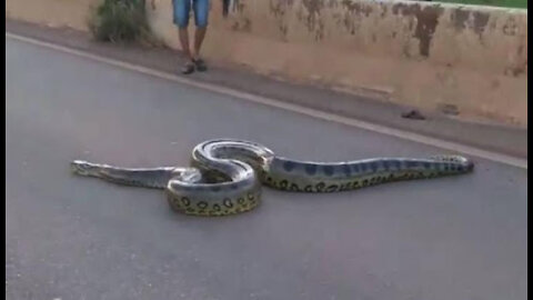 Giant Anaconda Halts Traffic
