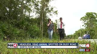 Neighbors worried after headless boar found