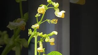 Bell Flower Time-lapse