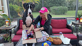 Excited Great Danes & Cat Love Opening Halloween Gift Boxes
