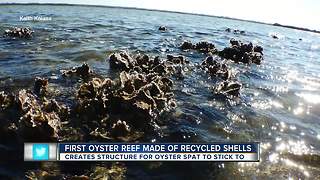 Reefs made from recycled oyster shells expected to boost marine life along Nature Coast