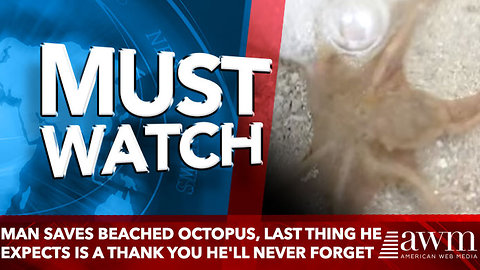 Man Saves Beached Octopus, Last Thing He Expects Is A Thank You He'll Never Forget