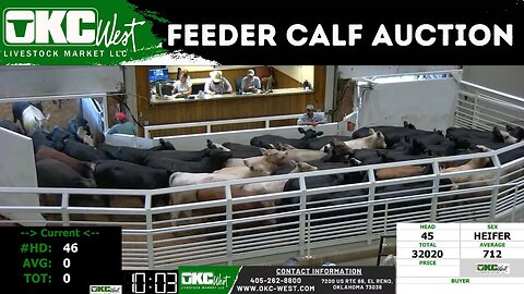 8/16/2023 - OKC West Feeder Calf Auction