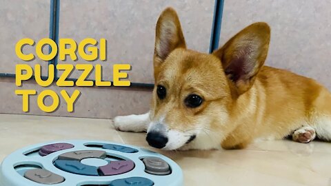 Shinji The Corgi- New Dog Food Puzzle Toy