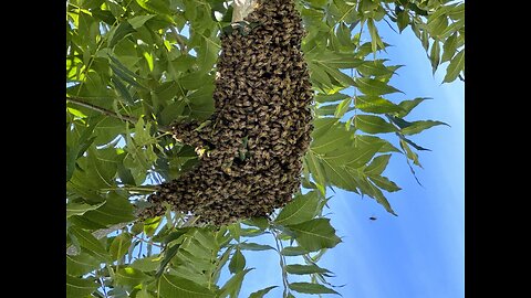 Amazing look at Honeybee Swarms