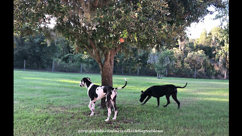 Funny Great Danes Go Sniffing After A Squirrel