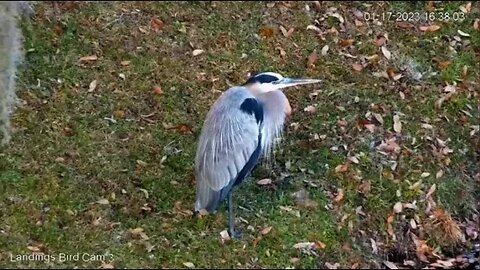 Great Blue Heron Close Up 🦩 01/17/23 16:37