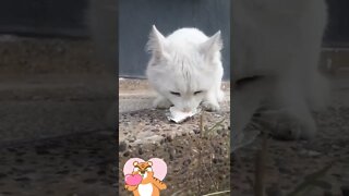 FEEDING CUTE STRAY CAT