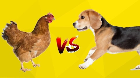 scared dog trying to fight the cock, VERY FUNNY!!!