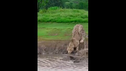 Leopard Encounters Crocodile And Attacks Wild Animals At Close Range Animal Fighting Power Competi