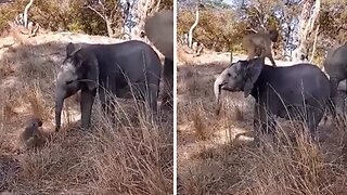 Playful baboon jumps onto the back of baby elephant