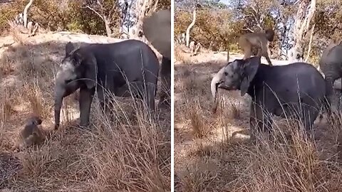 Playful baboon jumps onto the back of baby elephant