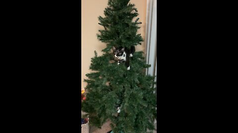 Cat celebrates Christmas in a unique way