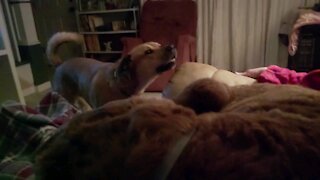 Dog tells brother to get off his spot..