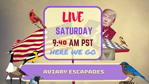 Saturday *LIVE* Aviary Escapades