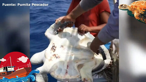 Ready to Removeing Barnacles From Poor Sea Turtle