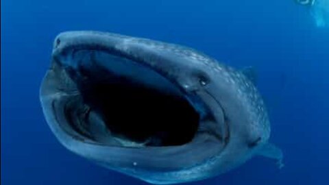 Skrämmande bilder av en valhajs gigantiska gap