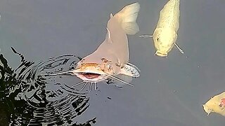 Koi pond fish feeding.