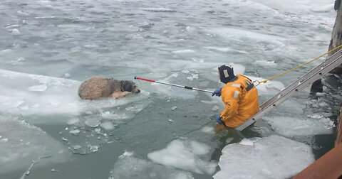 First Responders Rescue Labradoodle From Ice Floe on Detroit River
