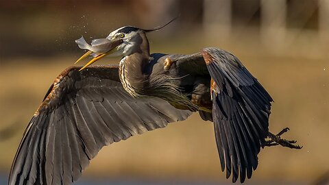 Great Blue Heron with Fish, Sony A1/Sony Alpha1, 4k