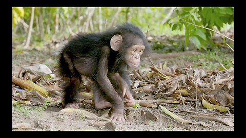 NASA Joins Jane Goodall to Conserve Chimpanzee Habitats/IMRANH123