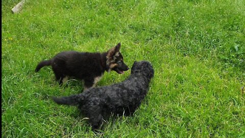 German Shepherd puppy playing with her new friend