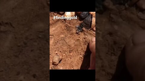 Who else loves finding shallow gold nuggets? #gold #goldnugget #goldprospecting #metaldetecting