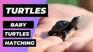 Baby Turtles Hatching - Tortugas Bebes Eclosionando | Diamondback Terrapins 🔴 1 Minute Animals