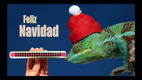 How to Play Feliz Navidad on a Tremolo Harmonica with 20 Holes