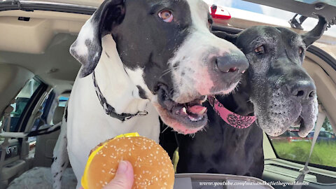 Junior Cheeseburgers Are The Perfect Great Dane Size Snack