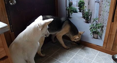 That rawhide chew is pure bliss: White Shepherd Aurora and GSD Cinnamon