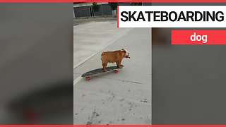 Talented dog teaches herself how to skateboard