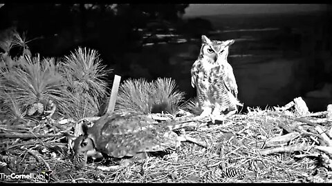 Great Horned Owls Visit the Nest-Cam One 🦉 01/19/23 06:46